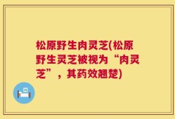 松原野生肉灵芝(松原野生灵芝被视为“肉灵芝”，其药效翘楚)