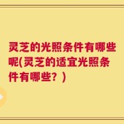 灵芝的光照条件有哪些呢(灵芝的适宜光照条件有哪些？)