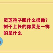 灵芝孢子跟什么很像？树干上长的像灵芝一样的是什么