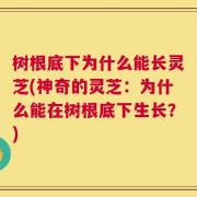 树根底下为什么能长灵芝(神奇的灵芝：为什么能在树根底下生长？)