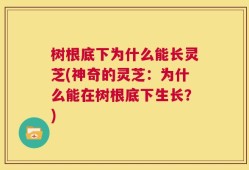 树根底下为什么能长灵芝(神奇的灵芝：为什么能在树根底下生长？)