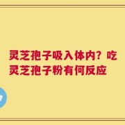 灵芝孢子吸入体内？吃灵芝孢子粉有何反应