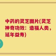 中药的灵芝图片(灵芝神奇功效：造福人类，延年益寿)