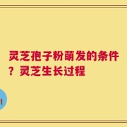 灵芝孢子粉萌发的条件？灵芝生长过程