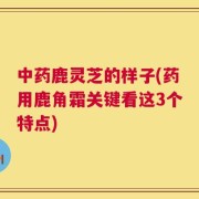 中药鹿灵芝的样子(药用鹿角霜关键看这3个特点)