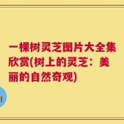 一棵树灵芝图片大全集欣赏(树上的灵芝：美丽的自然奇观)