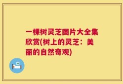 一棵树灵芝图片大全集欣赏(树上的灵芝：美丽的自然奇观)