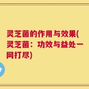 灵芝菌的作用与效果(灵芝菌：功效与益处一网打尽)
