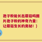 孢子粉能长出蘑菇吗图片孢子粉的神奇力量：让蘑菇生长的奥秘！)