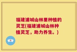 福建浦城山林里种植的灵芝(福建浦城山林种植灵芝，助力养生。)