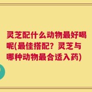 灵芝配什么动物最好喝呢(最佳搭配？灵芝与哪种动物最合适入药)