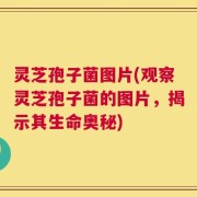 灵芝孢子菌图片(观察灵芝孢子菌的图片，揭示其生命奥秘)