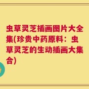 虫草灵芝插画图片大全集(珍贵中药原料：虫草灵芝的生动插画大集合)