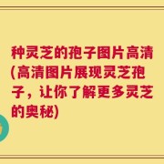 种灵芝的孢子图片高清(高清图片展现灵芝孢子，让你了解更多灵芝的奥秘)