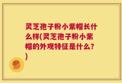 灵芝孢子粉小紫帽长什么样(灵芝孢子粉小紫帽的外观特征是什么？)