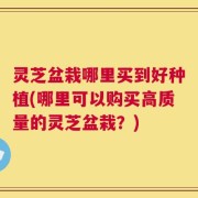 灵芝盆栽哪里买到好种植(哪里可以购买高质量的灵芝盆栽？)