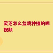 灵芝怎么盆栽种植的呢视频