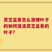灵芝盆景怎么清理叶子的如何清洁灵芝盆景的叶子？