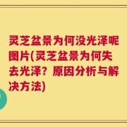 灵芝盆景为何没光泽呢图片(灵芝盆景为何失去光泽？原因分析与解决方法)