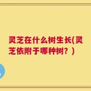 灵芝在什么树生长(灵芝依附于哪种树？)