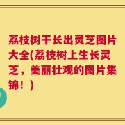 荔枝树干长出灵芝图片大全(荔枝树上生长灵芝，美丽壮观的图片集锦！)