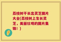 荔枝树干长出灵芝图片大全(荔枝树上生长灵芝，美丽壮观的图片集锦！)