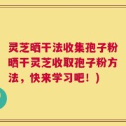 灵芝晒干法收集孢子粉晒干灵芝收取孢子粉方法，快来学习吧！)