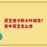 灵芝孢子粉小叶增生？家中灵芝怎么养