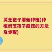 灵芝孢子蘑菇种植(种植灵芝孢子蘑菇的方法及步骤)
