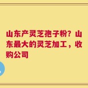 山东产灵芝孢子粉？山东最大的灵芝加工，收购公司