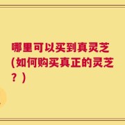 哪里可以买到真灵芝 (如何购买真正的灵芝？)