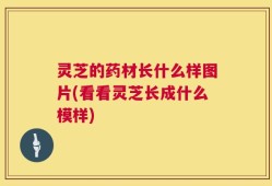 灵芝的药材长什么样图片(看看灵芝长成什么模样)