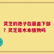 灵芝的孢子在菌盖下部？灵芝是木本植物吗