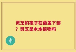 灵芝的孢子在菌盖下部？灵芝是木本植物吗