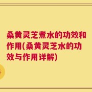 桑黄灵芝煮水的功效和作用(桑黄灵芝水的功效与作用详解)