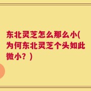 东北灵芝怎么那么小(为何东北灵芝个头如此微小？)