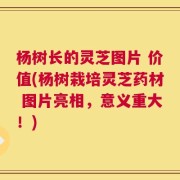 杨树长的灵芝图片 价值(杨树栽培灵芝药材 图片亮相，意义重大！)