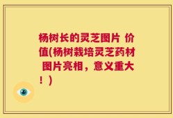杨树长的灵芝图片 价值(杨树栽培灵芝药材 图片亮相，意义重大！)