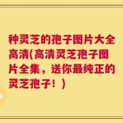种灵芝的孢子图片大全高清(高清灵芝孢子图片全集，送你最纯正的灵芝孢子！)