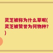 灵芝被称为什么草呢(灵芝被赞誉为何物种？)