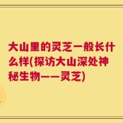 大山里的灵芝一般长什么样(探访大山深处神秘生物——灵芝)