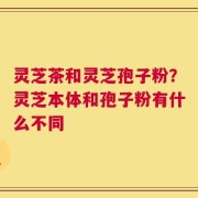 灵芝茶和灵芝孢子粉？灵芝本体和孢子粉有什么不同