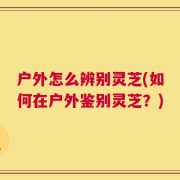 户外怎么辨别灵芝(如何在户外鉴别灵芝？)