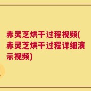 赤灵芝烘干过程视频(赤灵芝烘干过程详细演示视频)