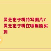 灵芝孢子粉特写图片？灵芝孢子粉在哪里能买到