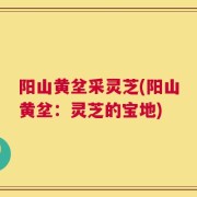 阳山黄坌采灵芝(阳山黄坌：灵芝的宝地)