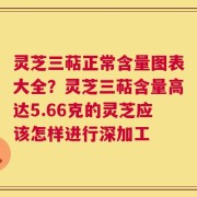 灵芝三萜正常含量图表大全？灵芝三萜含量高达5.66克的灵芝应该怎样进行深加工