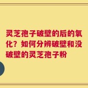 灵芝孢子破壁的后的氧化？如何分辨破壁和没破壁的灵芝孢子粉