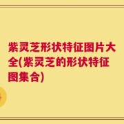 紫灵芝形状特征图片大全(紫灵芝的形状特征图集合)