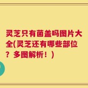 灵芝只有菌盖吗图片大全(灵芝还有哪些部位？多图解析！)